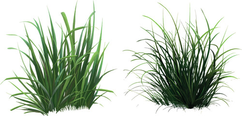 Poster - Dark green grass