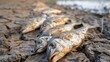 Close-up of dead fish on a dried river bed, result of water shortages