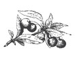 Plum engraved vintage sketch. Berry branch, line art vector illustration. Engraved botanical hand drawn illustraion. Isolated on white background.