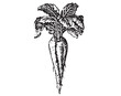 Vegetable, diet illustration set. Root veggie botanical vintage engraving illustration isolated on white background. Vintage black and white hand drawing. Carrot, radish, daikon, parsnip with leaf