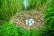 Mute swans (Cygnus olor) huge nest on islands of eastern freshwater part of Gulf of Finland, Baltic Sea. Nests made of sedge-reed. Large birds have trampled way to water and plucked grass around