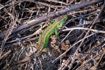 Poster - Zauneidechse ( Lacerta agilis ).