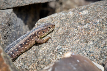 Poster - Zauneidechse ( Lacerta agilis ).