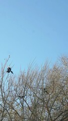 Poster - Crows fly from branch to branch