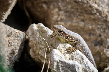 Poster - Zauneidechse ( Lacerta agilis ).