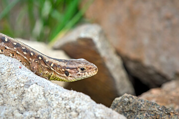 Poster - Zauneidechse ( Lacerta agilis ).