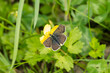 Male sooty copper butterfly (Lycaena tityrus) perched on yellow marsh marigold in Zurich, Switzerland