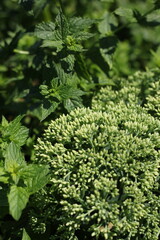 Green brocolli growing in the garden.