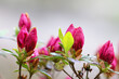pink azalea buds ready to bloom