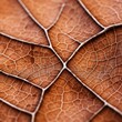 A close-up of a leaf's surface, showing the network of veins and the texture of its delicate, papery skin.