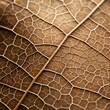 A close-up of a leaf's surface, showing the network of veins and the texture of its delicate, papery skin.
