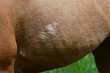 Hungerhaare. Detail eines Pferdekörpers mit einzelnen längeren Haaren
