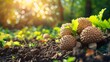 Truffles production and cultivation, green business, entrepreneurship harvest. hyper realistic 
