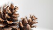 A close-up of pinecones against a white background, showcasing their intricate textures and natural beauty in autumn.