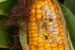 Northern Corn Rootworm beetle, Southern Corn Rootworm beetle and Colorful Foliage Ground Beetle eating kernels on ear of corn. Agriculture pest control, insect damage and farming insecticide concept. 