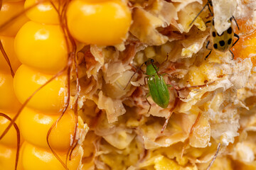 Wall Mural - Northern Corn Rootworm beetle eating kernels on ear of corn. Agriculture pest control, insect damage and farming insecticide concept. 