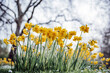 Vibrant Yellow Daffodils on Spring Day
