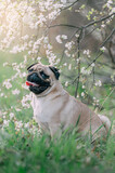 Fototapeta Tulipany - A cute pug dog sitting in the tall grass near a flowering tree.