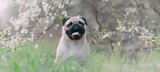 Fototapeta Tulipany - A cute pug dog sitting in the tall grass near a flowering tree. Looking into the camera.