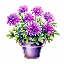 A Watercolor Painting Of A Bouquet Of Purple Mums In A Purple Pot On White Background