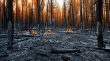 A Scorched Landscape After A Forest Fire, With Charred Trees And Blackened Earth Serving As A Stark Reminder Of The Destructive Power Of Wildfires.