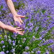 Hand of woman touching lavender flowers, Sale San Giovanni, Piedmont, Italy