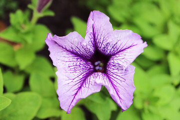 Wall Mural - closeup of amazing grandiflora daddy blue petunia among green foliage