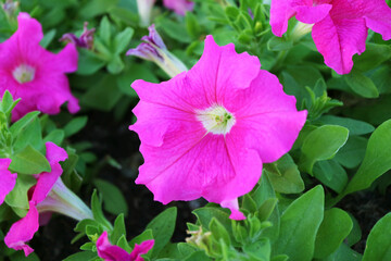 Wall Mural - closeup of stunning hot pink petunias blooming in the backyard
