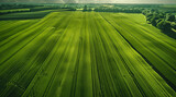 Fototapeta  - Agro culture, green fields, nature, view from above. Generative AI.