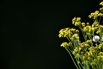 Wall Mural - Gelbe Wiesenblumen-Blüten vor schwarzem Hintergrundmuster im Vollformat für den Valentinstag oder Pfingsten