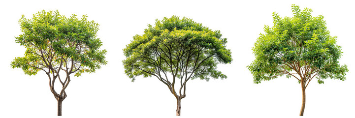Poster - Top of the large trees collection with different shapes isolated on white or transparent background, 3d rendering
