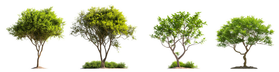 Poster - Set of transparent trees with soil in different styles isolated on white background, 3d rendering