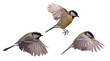 small isolated three yellow tits in fast flight