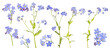 blue fine isolated ten bright forget-me-not branches