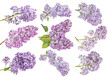 violet lilac blossoming nine branches with large flowers on white