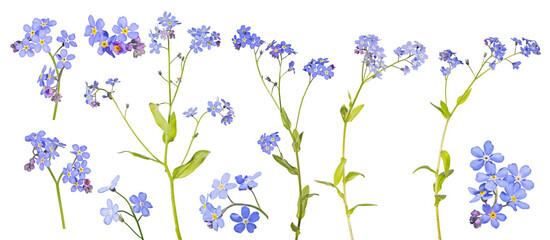 blue fine isolated ten bright forget-me-not branches