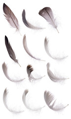 Wall Mural - detailed twelve grey isolated feathers