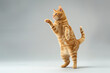 Cute cat having fun in front of white background, isolated image. Photo session in the studio.