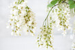 Blooming acacia branches with white flowers on a light background. Very soft focus. 