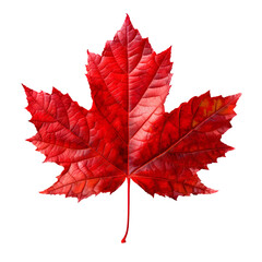 Wall Mural - red Autumn leaf isolated on transparent background Generative Ai.
