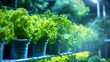 Growing Lettuce and Greens in an Indoor Hydroponic Vegetable Farm with LED Lighting. Concept Hydroponic Farming, Indoor Gardening, LED Lighting, Growing Lettuce, Greens Harvesting