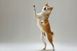 cute shiba dog having fun and dancing , dog smile  ,Shiba coin