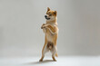 cute shiba dog having fun and dancing , dog smile  ,Shiba coin