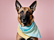 © JONGSANG - portrait of a belgian malinois dog