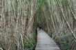 Back view of happy Asian family travel walk through on bridge wood with beautiful view of mangrove forest. Tourists refreshing and walk in the mangrove forest on vacation. Family exploring the world.