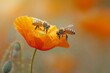 A vibrant orange poppy flower attracts a diligent bee as it collects pollen for its hive.