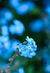 Poster - Beautiful close-up of myosotis sylvatica