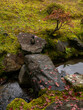 Stone bridge over a creek in moss covered Japanese garden in autumn