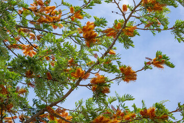 silky oak tree branches in blossom at springtime