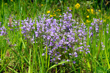 Poster - Flowers of the rock thyme (Clinopodium alpinum or Satureja alpina or Acinos alpinus)